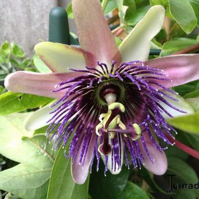 Passiflora 'Perfume Passion' - 