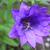 Campanula trachelium 'Bernice'