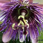 Passiflora 'Perfume Passion' - 