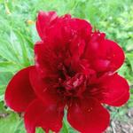 Paeonia lactiflora 'Red charm' - 