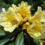 Rhododendron ´Nancy Evans´ - 