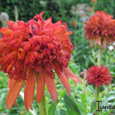 Echinacea purpurea 'Summer Samba' - 