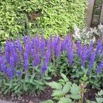 Salvia nemorosa 'Sensation Deep Blue' - 