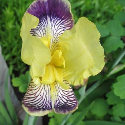 Iris germanica 'Nibelungen' - 