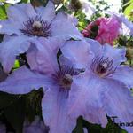 Clematis 'The First Lady' - 
