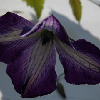 Clematis viticella  'I Am Lady J'