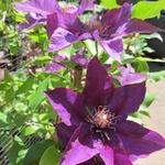 Clematis 'Picardy' - 
