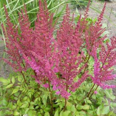 Astilbe chinensis 'Maggie Daley' - Astilbe chinensis 'Maggie Daley'