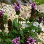 Prunella grandiflora - Prunella grandiflora - Großblütige Braunelle