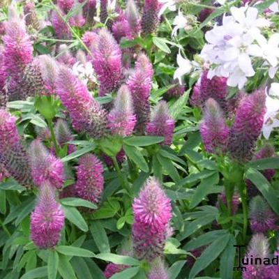 Trifolium rubens - Purpur-Klee - Trifolium rubens