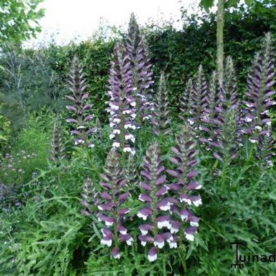 Acanthus spinosus - Stachliger Akanthus