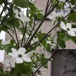 Cornus nuttallii - Nuttalls Blüten-Hartriegel