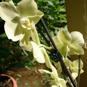 Phalaenopsis 'Yellow Butterfly'