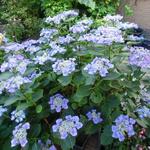 Hydrangea macrophylla 'Teller Blue' - 