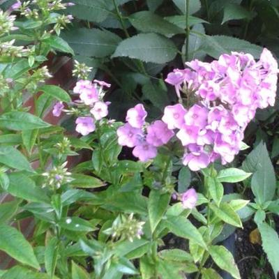 Phlox paniculata 'Lilac Time' - Phlox paniculata 'Lilac Time'