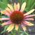Echinacea purpurea 'Sundown'