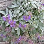 Salvia canescens var. daghestanica - 