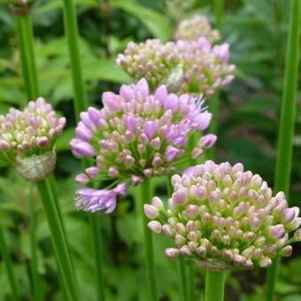 Allium senescens subsp. montanum Pflanzen kaufen online