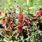 Chenopodium capitatum - Ähriger Erdbeerspinat