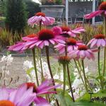 Echinacea purpurea 'Prairie Splendor' - Echinacea purpurea 'Prairie Splendor' - 