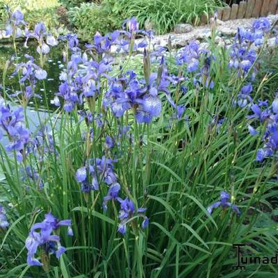 Iris laevigata 'Mottled Beauty'