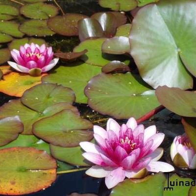 Nymphaea 'Attraction' - NÉNUPHAR 'ATTRACTION' , NYMPHÉA 'ATTRACTION' - Nymphaea 'Attraction'