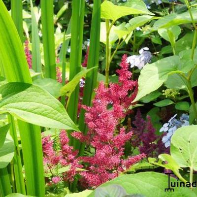 Astilbe japonica - 