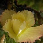 Begonia 'Samba' - 