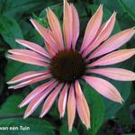 Echinacea purpurea 'Summer Sky' - 