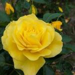 Rosa 'Friesia' - 