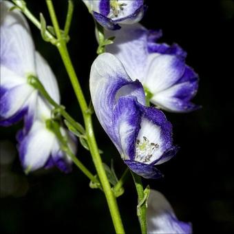 Aconitum x cammarum 'Bicolor'