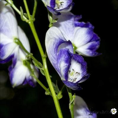 Aconitum x cammarum 'Bicolor' - 