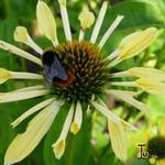 Echinacea purpurea 'Yellow Spider - 