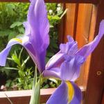 Iris x hollandica 'Blue Magic' - 