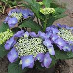 Hydrangea macrophylla 'Blaumeise' - 