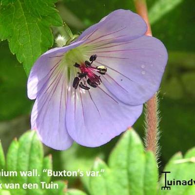 Geranium wallichianum 'Buxton's Variety' - 