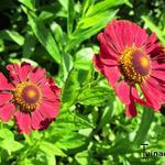 Helenium hybrides - 