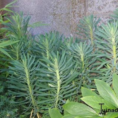 Euphorbia palustris - Euphorbia palustris