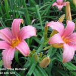 Hemerocallis 'Pink Damask' - Hemerocallis 'Pink Damask'