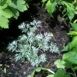 Artemisia ludoviciana - Weisser Beifuss