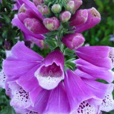 Digitalis purpurea 'CAMELOT Rose' - 