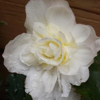Begonia odorata 'Fragrant White'