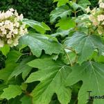 Hydrangea quercifolia 'Burgundy' - 
