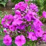 Phlox paniculata 'Purple Paradise' - 