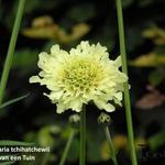 Cephalaria tchihatchewii - 