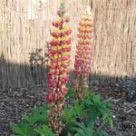 Lupinus WEST COUNTRY 'Gladiator´ - 