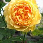 Rosa 'Golden Celebration' - 