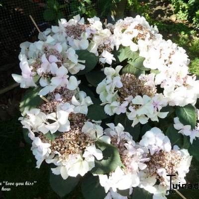Hydrangea macrophylla 'Love You Kiss - 