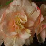 Begonia odorata 'Splendide Apricot' - 