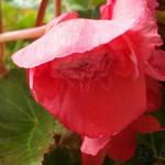 Begonia odorata 'Pink Delight' - Begonia odorata 'Pink Delight' - 